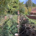 What are the types of tree cutting?