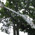 Safety Tips for Tree Trimmers