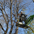Is tree work a good career?