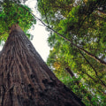 Who is the biggest tree company in the world?