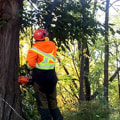 How to Tell if Your Trees Need Professional Tree Service