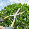 What is the difference between trimming and cutting a tree?