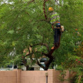 What time of year is best for tree maintenance?
