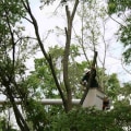 What time of year is best for tree maintenance?