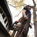 Everything You Need to Know About Tree Services