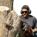 Ensuring Your Trees are Properly Serviced by a Tree Service