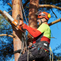 What Types of Services Can a Certified Arborist Provide for Tree Care?