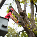 Safety Measures to Take When Using a Tree Service