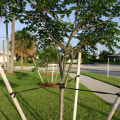 How often should you check your trees?