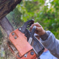 The Dangers of Tree Trimming: What You Need to Know
