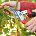 Different Types of Tree Cutting: What You Need to Know