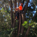 How do you prepare for tree removal?