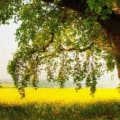 How to Keep a Large Tree Healthy and Thriving