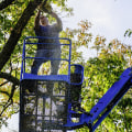 What are the benefits of using a SC professional tree service?
