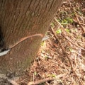 How do you cut a tree to make it fall where you want?