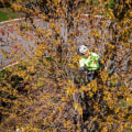 How often should you have large trees trimmed?