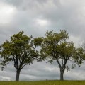 What time of year is cheapest to have trees removed?