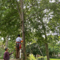 What type of tree services are available in Hanahan SC