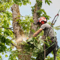 What is Tree Cutting? A Comprehensive Guide
