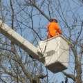 What is the Definition of a Tree Service?