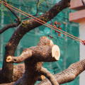What Equipment Does a Professional Tree Service Use?