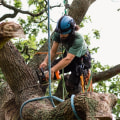 What skills do you need to be a tree groundsman?