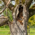 What does a sick tree look like?