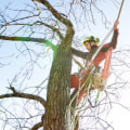 Types of Tree Pruning: A Comprehensive Guide