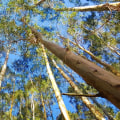 Safety Considerations for Professional Tree Service