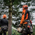 Questions to Ask a Tree Trimmer Before Hiring