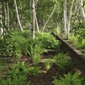 What elements do trees need?