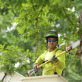 The Benefits of Hiring a Professional Tree Service