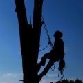 What an arborist practises?