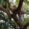 What Type of Insurance Should I Look for When Hiring a Tree Service?