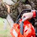 How Often Should You Have Your Trees Serviced by a Tree Service?