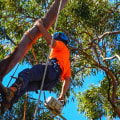 What Type of Maintenance Should I Expect from a Tree Service Company?