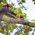 The Benefits of Hiring a Professional Tree Service Company