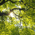 Tree Maintenance: How to Keep Your Trees Healthy and Thriving