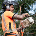What Does it Mean to be a Tree Arborist?