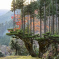 What is the best tree harvesting method?