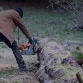 What Types of Services Can a Tree Service Provide for Your Property?
