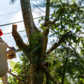 What services does a tree service provide?