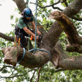 How can i make sure that the work done by my tree service is up to code and safe for my property and family?