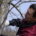 What time of year is the cheapest for tree removal?