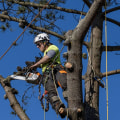 What is the tree service industry called?