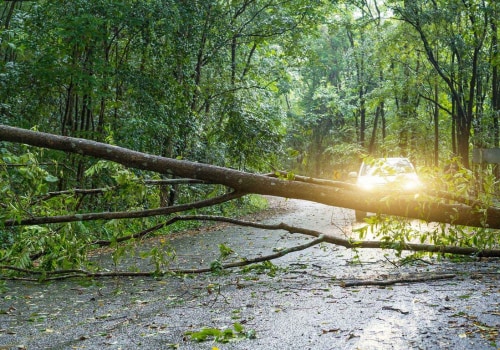 How can you tell if a tree is unsafe?