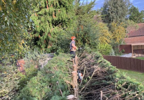 What are the types of tree cutting?