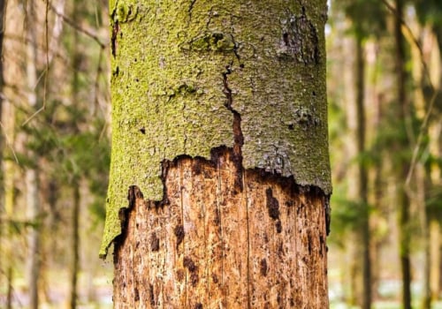 How can you tell if a tree is healthy?