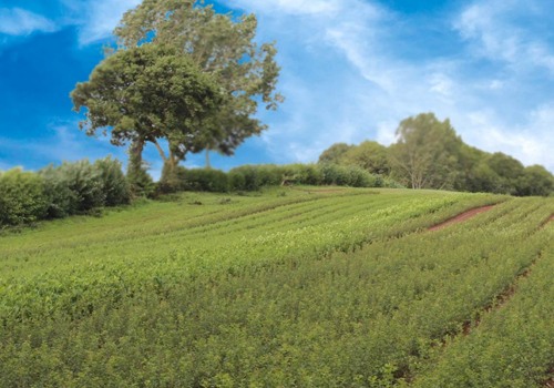 How do you nourish a tree?