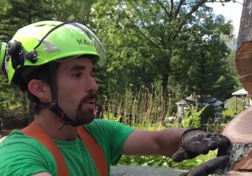 How do you make a cutting tree fall where you want?